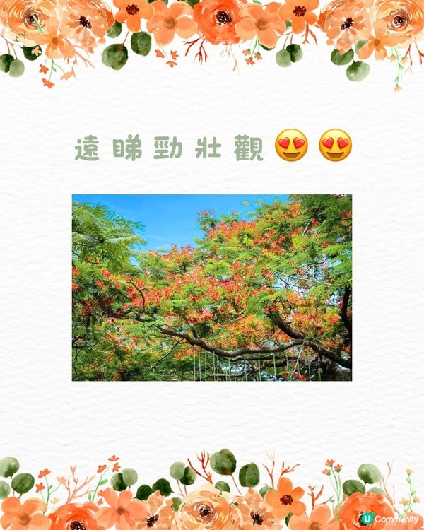 🌳深圳隱世森林仙景 最紅鳳凰花海回歸！⛲️