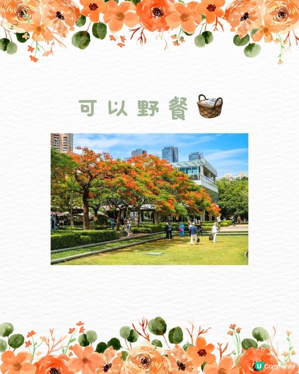 🌳深圳隱世森林仙景 最紅鳳凰花海回歸！⛲️