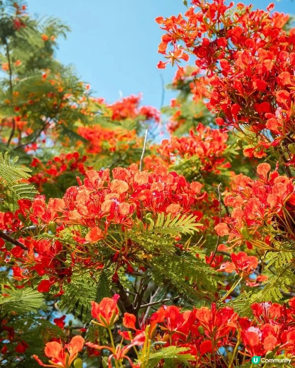 🌳深圳隱世森林仙景 最紅鳳凰花海回歸！⛲️