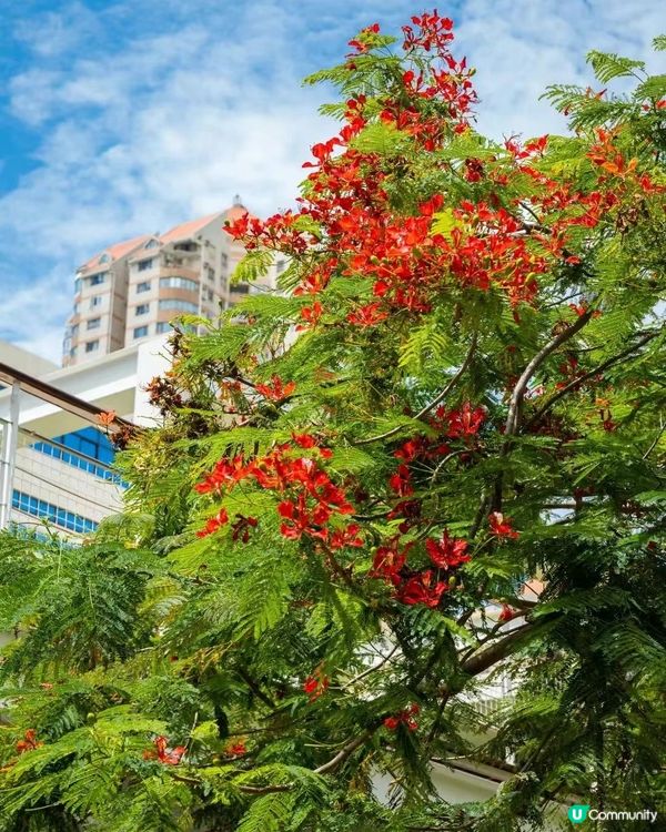 🌳深圳隱世森林仙景 最紅鳳凰花海回歸！⛲️