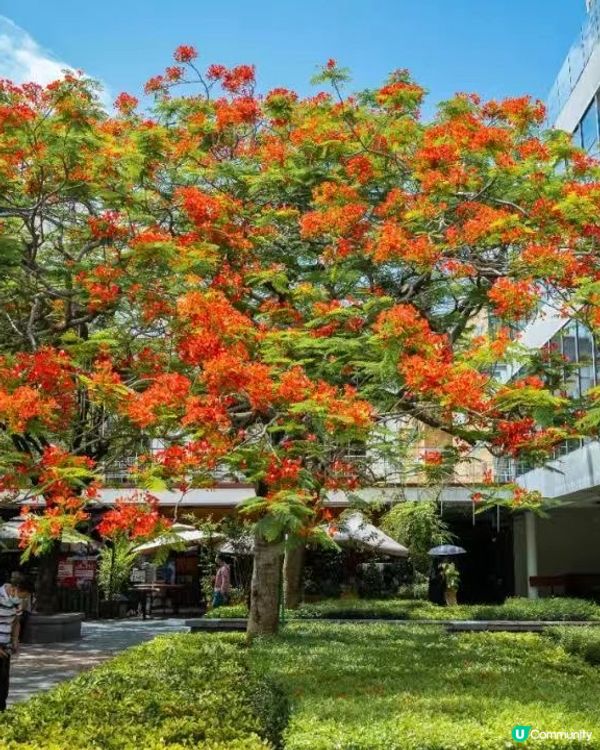 🌳深圳隱世森林仙景 最紅鳳凰花海回歸！⛲️