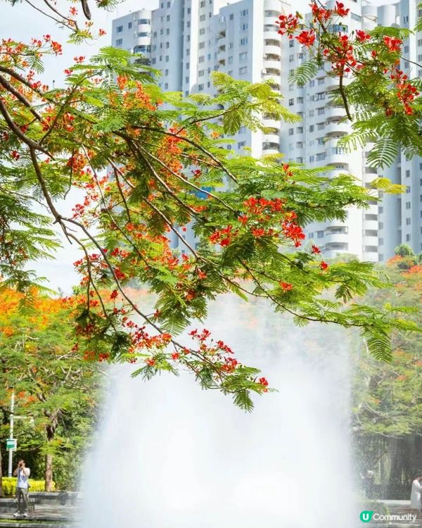 🌳深圳隱世森林仙景 最紅鳳凰花海回歸！⛲️