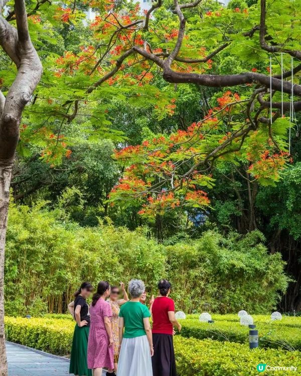 🌳深圳隱世森林仙景 最紅鳳凰花海回歸！⛲️