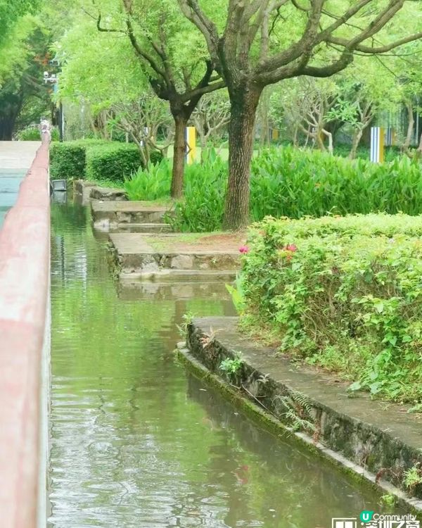 🌳深圳隱世森林仙景 最紅鳳凰花海回歸！⛲️