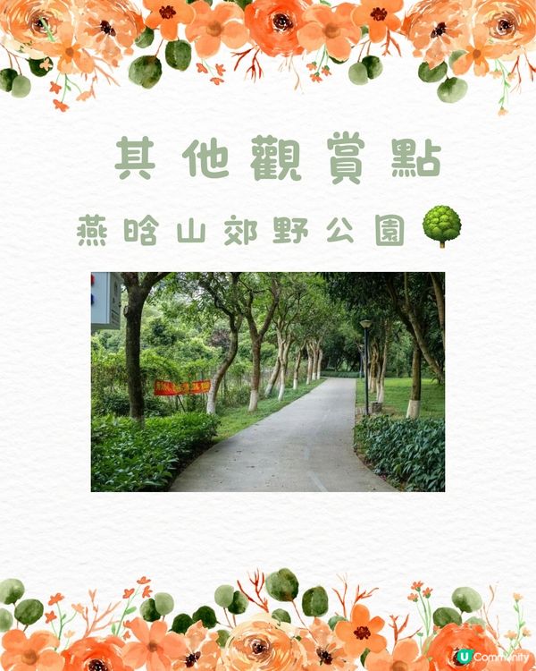 🌳深圳隱世森林仙景 最紅鳳凰花海回歸！⛲️