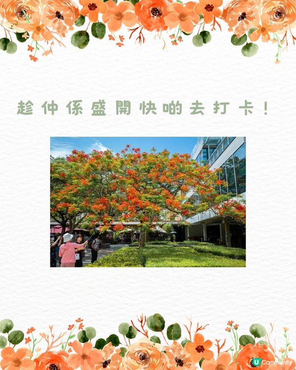 🌳深圳隱世森林仙景 最紅鳳凰花海回歸！⛲️