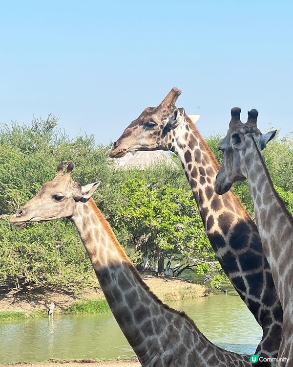 52度高溫點樣安排動物園行程？