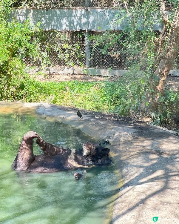 52度高溫點樣安排動物園行程？