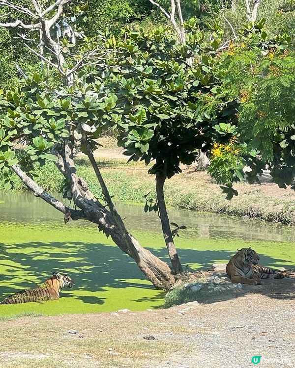 52度高溫點樣安排動物園行程？