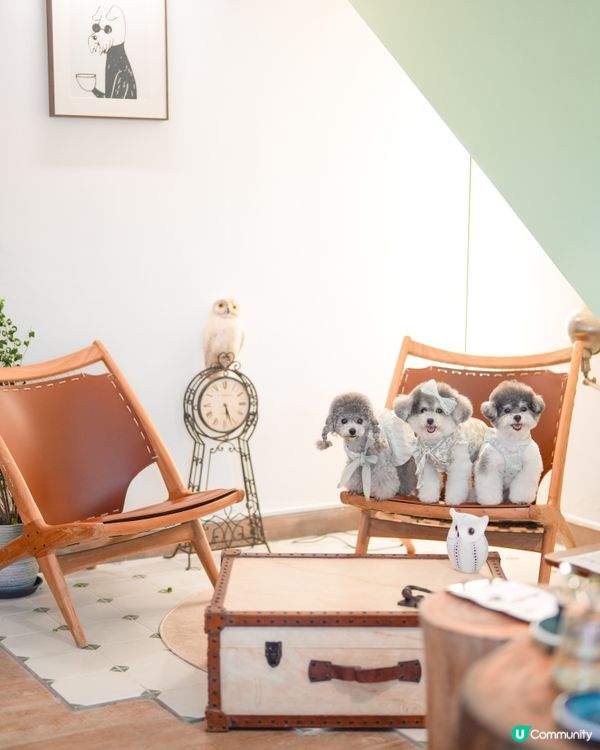 人氣貓頭鷹𝘊𝘢𝘧𝘦 • 西貢