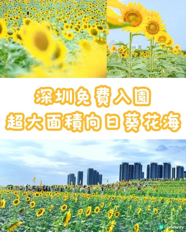 🆓深圳免費入園 超大面積向日葵花海🌻
