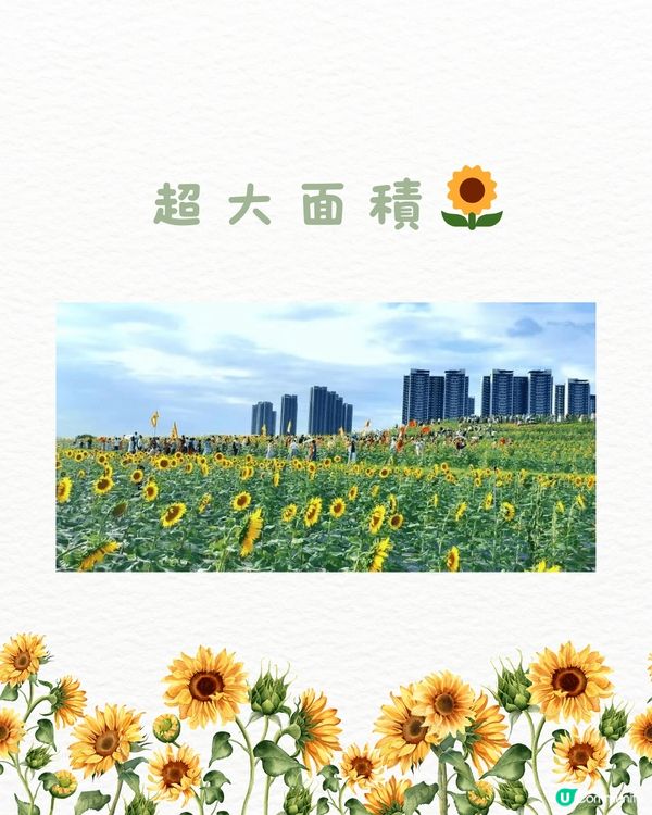 🆓深圳免費入園 超大面積向日葵花海🌻