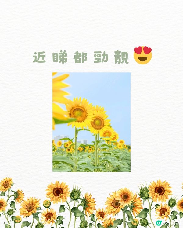 🆓深圳免費入園 超大面積向日葵花海🌻