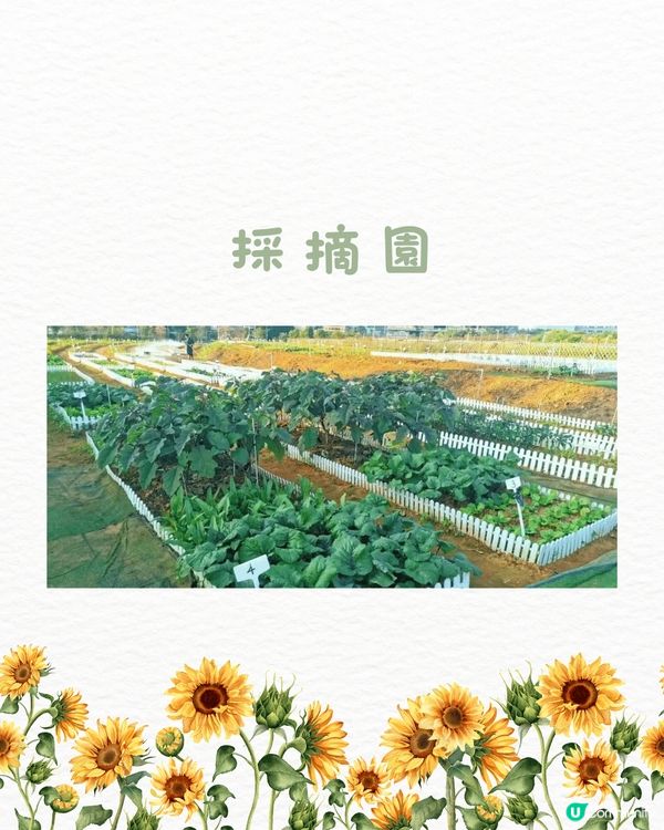 🆓深圳免費入園 超大面積向日葵花海🌻