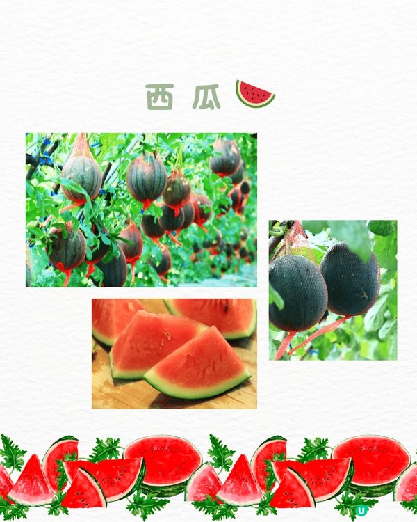 🆓深圳免費入園 超大面積向日葵花海🌻