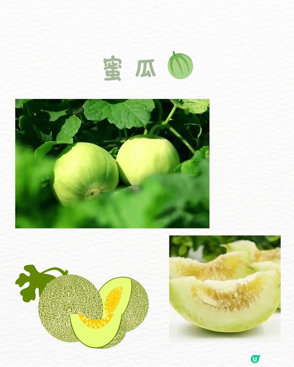 🆓深圳免費入園 超大面積向日葵花海🌻