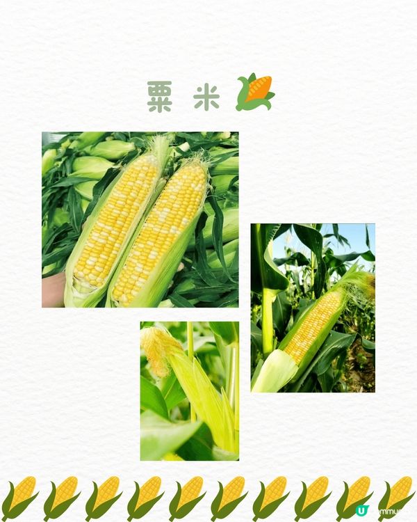 🆓深圳免費入園 超大面積向日葵花海🌻