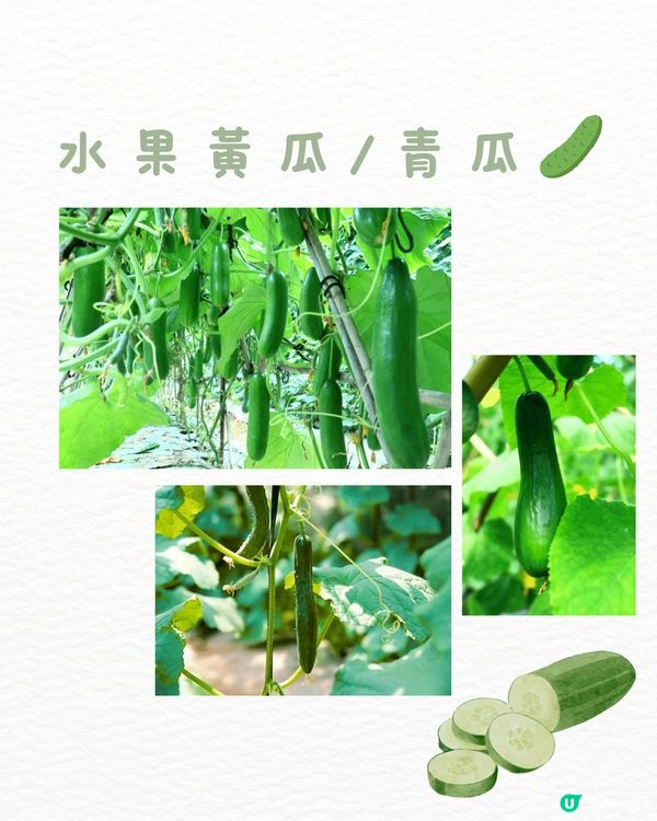 🆓深圳免費入園 超大面積向日葵花海🌻