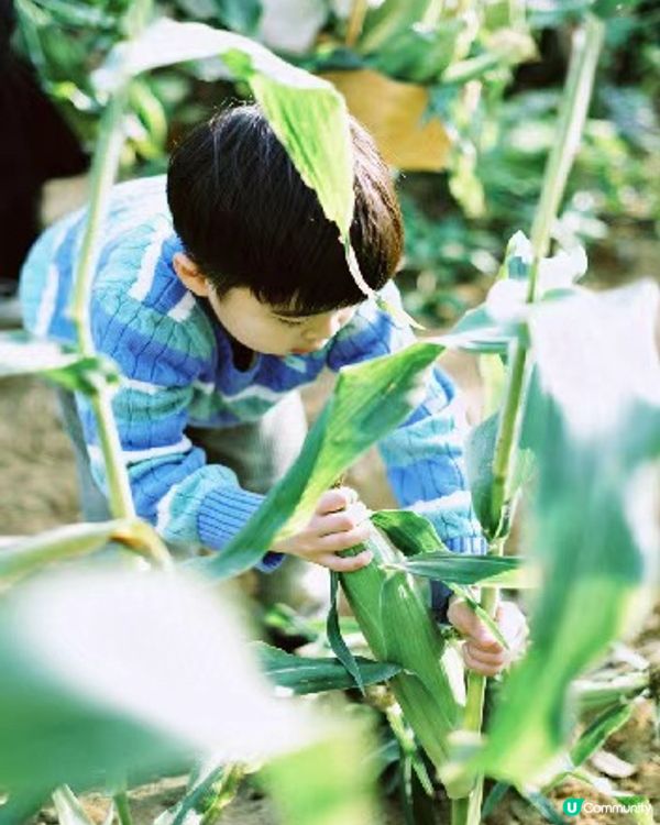 🆓深圳免費入園 超大面積向日葵花海🌻