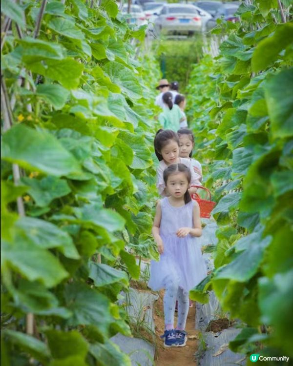 🆓深圳免費入園 超大面積向日葵花海🌻