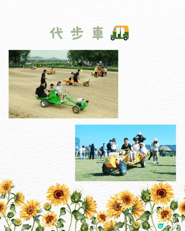 🆓深圳免費入園 超大面積向日葵花海🌻