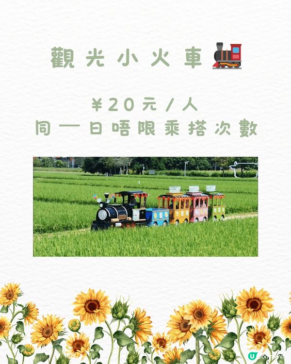 🆓深圳免費入園 超大面積向日葵花海🌻