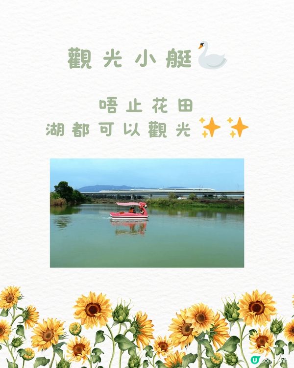 🆓深圳免費入園 超大面積向日葵花海🌻