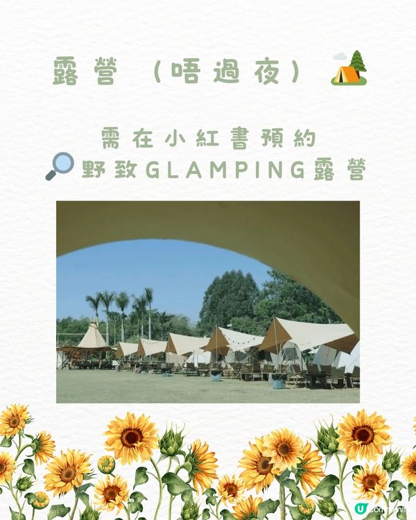 🆓深圳免費入園 超大面積向日葵花海🌻