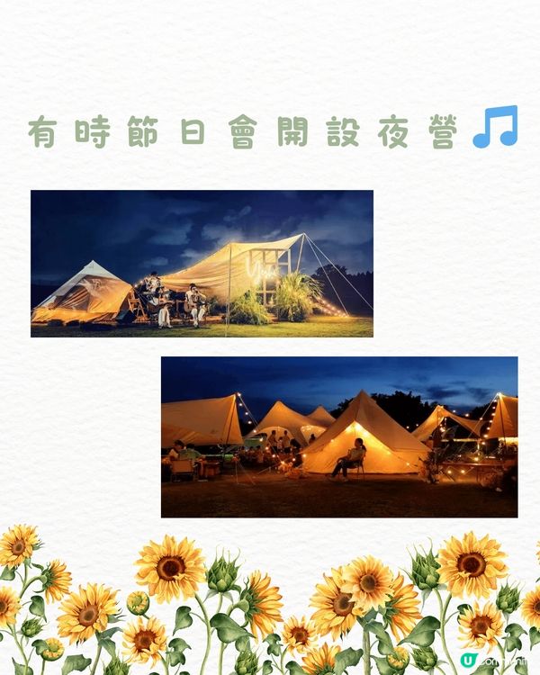 🆓深圳免費入園 超大面積向日葵花海🌻