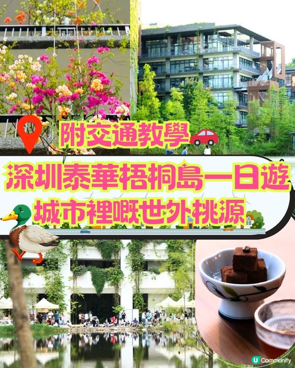 深圳泰華梧桐島一日遊🦆🌼附交通教學🚗免費入場🎫