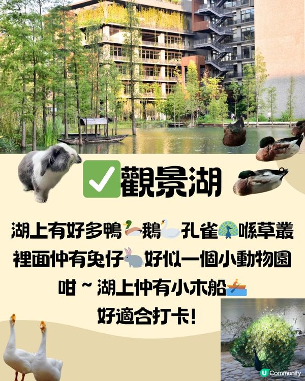 深圳泰華梧桐島一日遊🦆🌼附交通教學🚗免費入場🎫