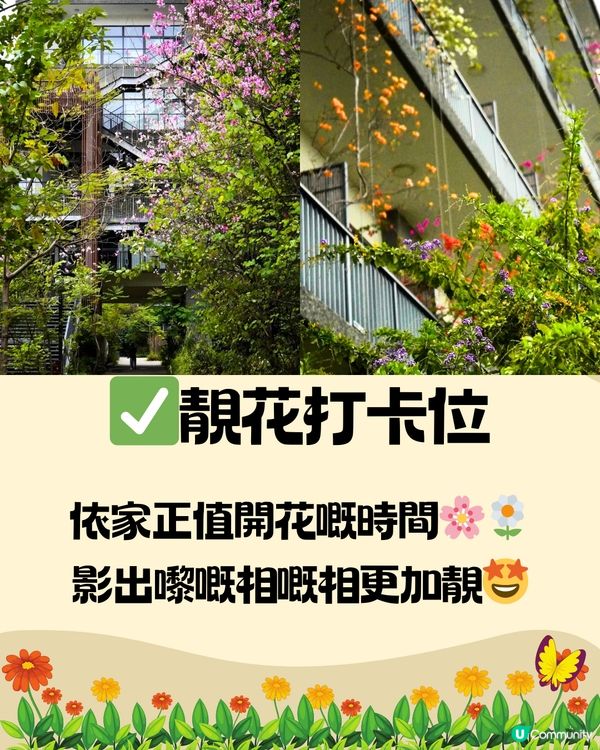 深圳泰華梧桐島一日遊🦆🌼附交通教學🚗免費入場🎫