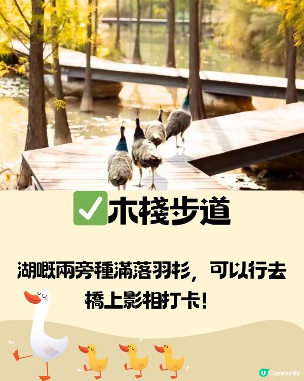 深圳泰華梧桐島一日遊🦆🌼附交通教學🚗免費入場🎫