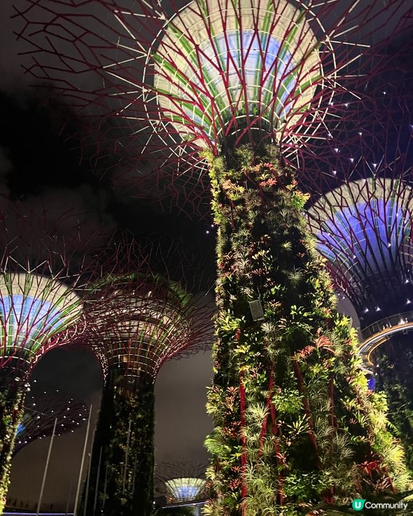 Singapore Gardens by the bay🌸🌼