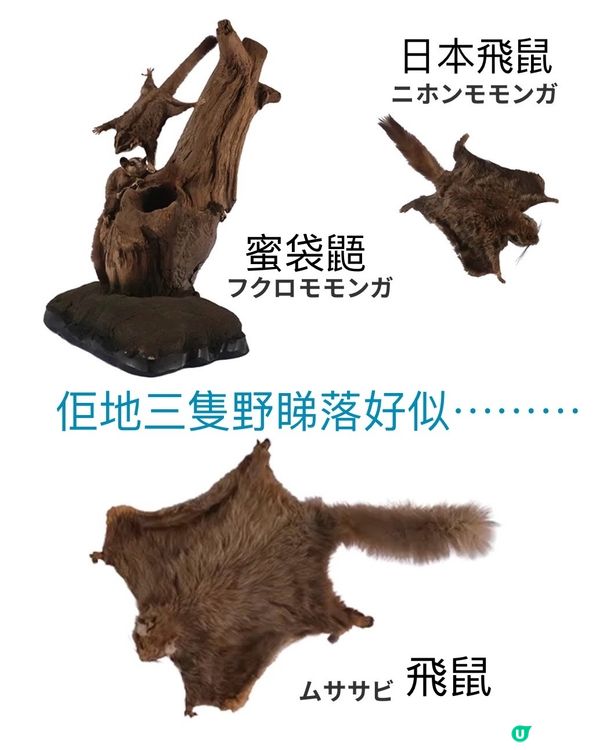 大哺乳類展3　《福岡篇》3/7-25/8