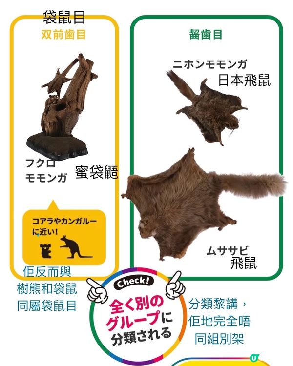 大哺乳類展3　《福岡篇》3/7-25/8