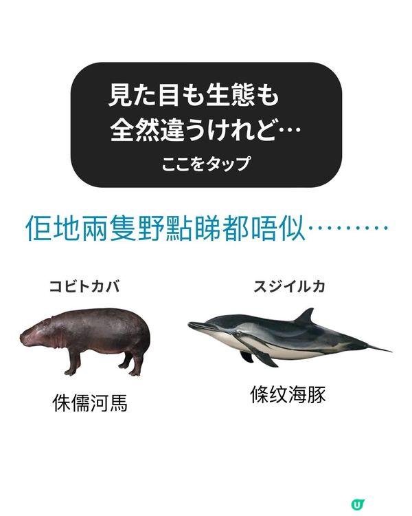 大哺乳類展3　《福岡篇》3/7-25/8