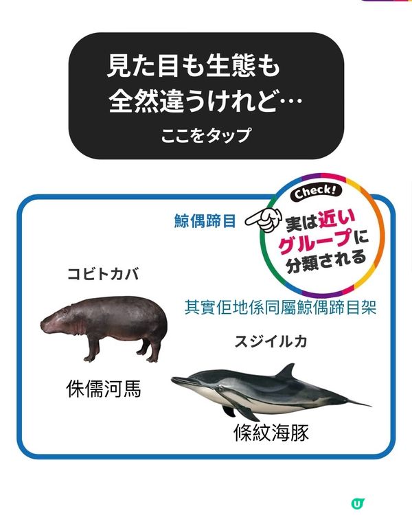 大哺乳類展3　《福岡篇》3/7-25/8