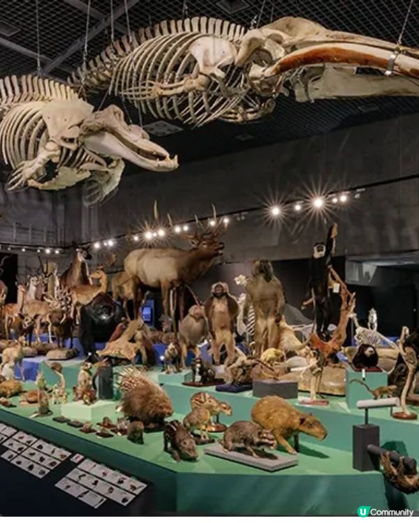 大哺乳類展3　《福岡篇》3/7-25/8