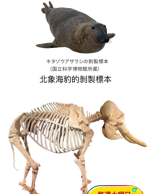 大哺乳類展3　《福岡篇》3/7-25/8