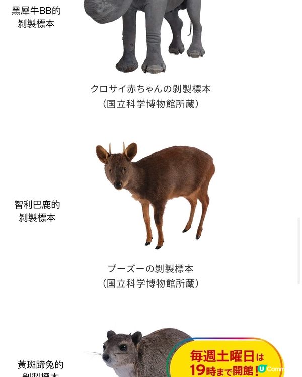 大哺乳類展3　《福岡篇》3/7-25/8