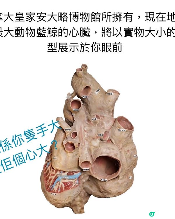 大哺乳類展3　《福岡篇》3/7-25/8