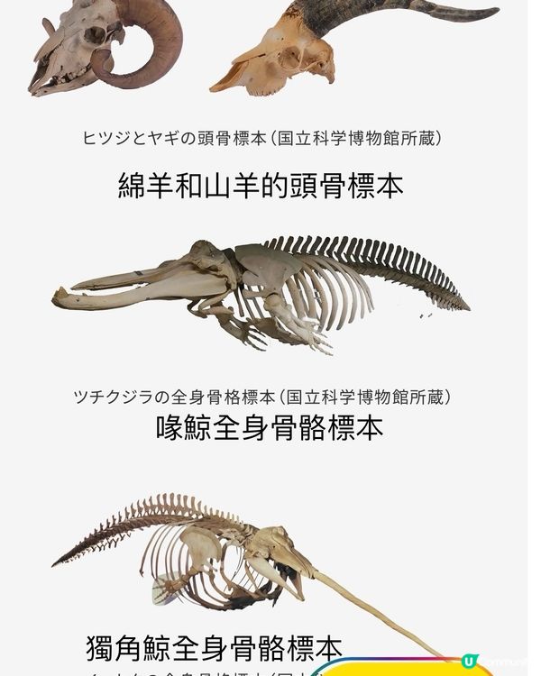 大哺乳類展3　《福岡篇》3/7-25/8