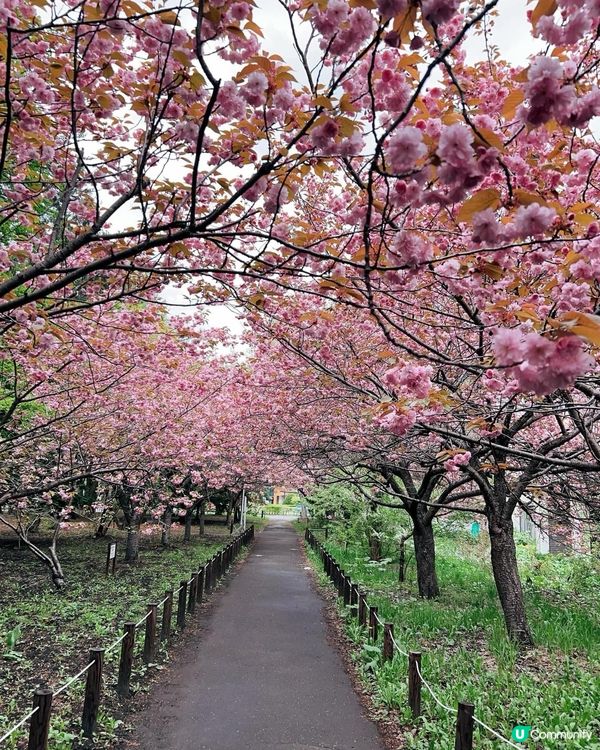 櫻花樹下吃雪糕🍦