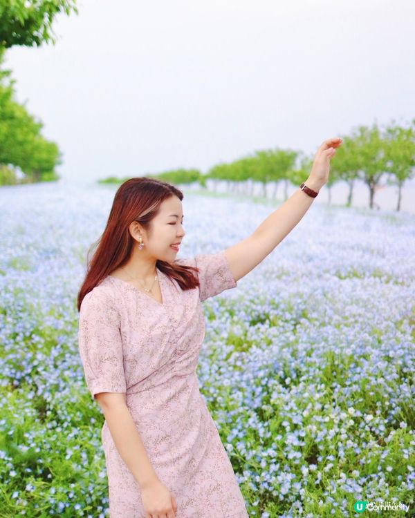 舞洲緑地の大阪粉蝶花祭