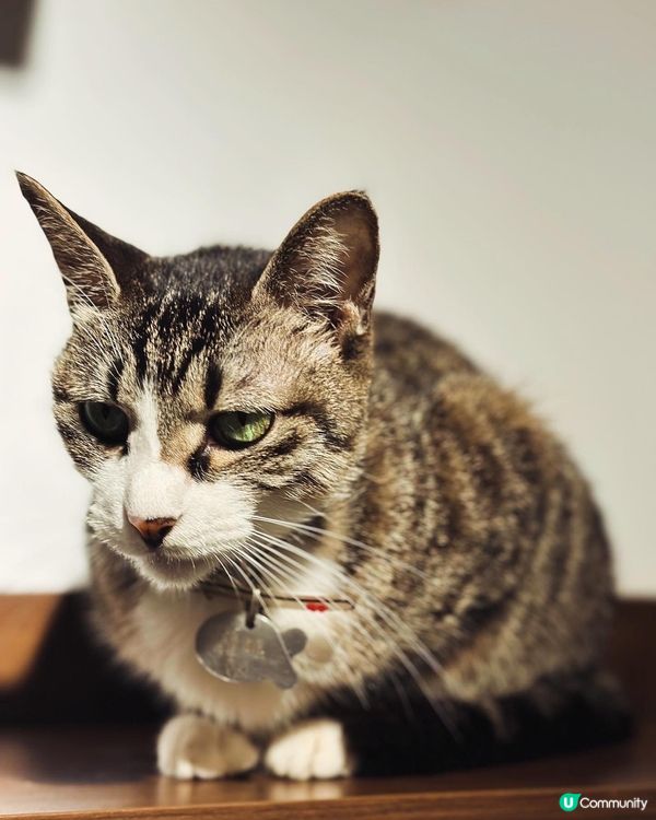 旺角➡️➡️➡️URBAN Cafe