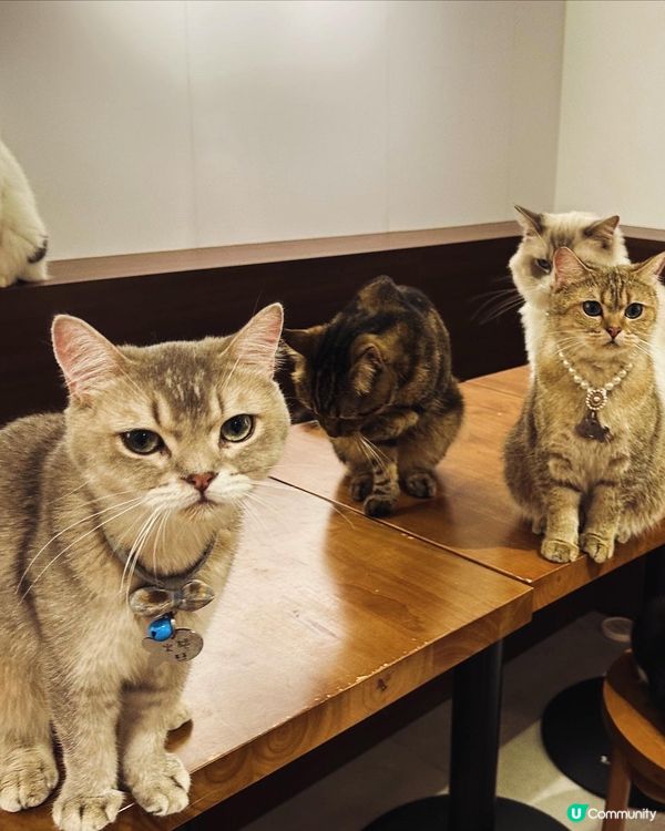 旺角➡️➡️➡️URBAN Cafe