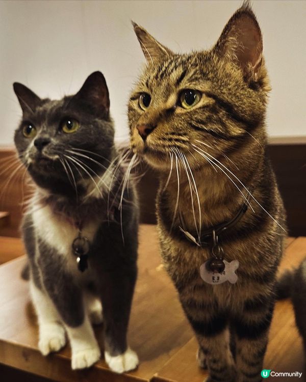 旺角➡️➡️➡️URBAN Cafe