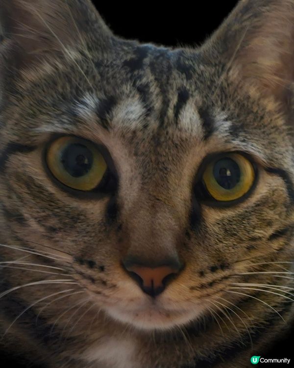 I am kitcat