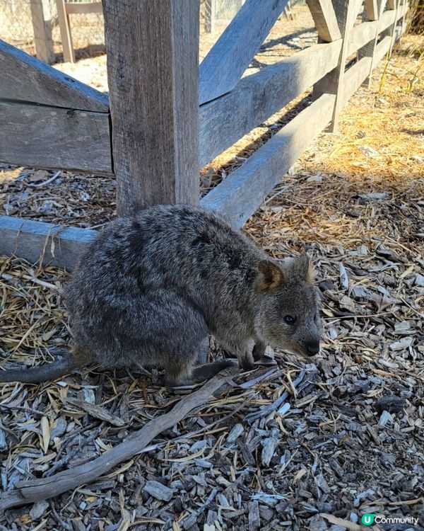 剛去了Rottnest Island探訪Quokka, 被世...